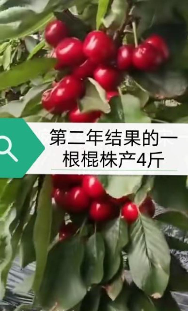 大樱桃一根棍樱桃苗——大樱桃密植早产栽培新理念
