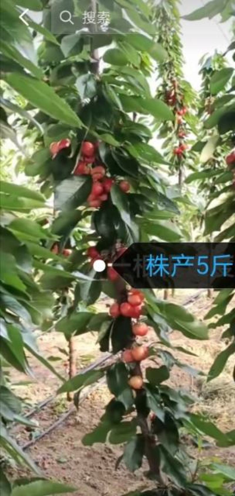 大樱桃一根棍樱桃苗——大樱桃密植早产栽培新理念