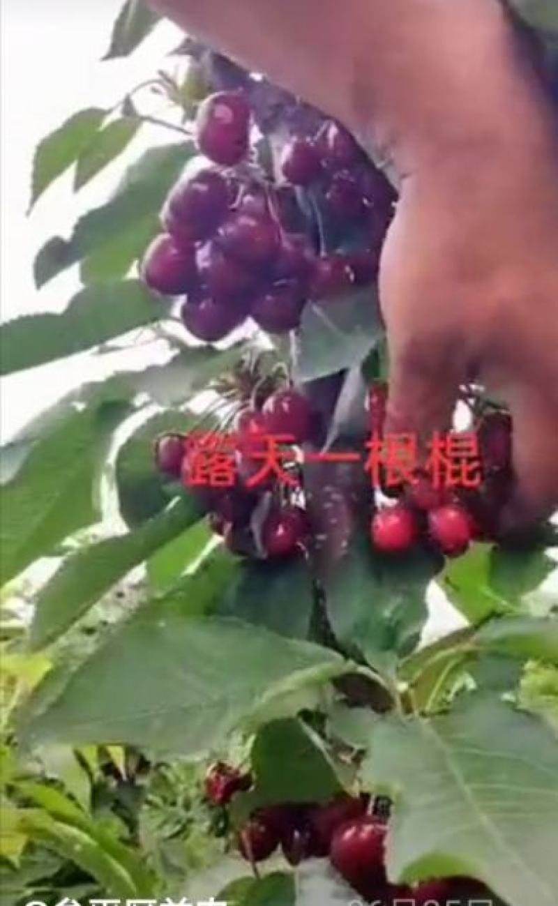 大樱桃一根棍樱桃苗——大樱桃密植早产栽培新理念