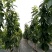 大樱桃一根棍樱桃苗——大樱桃密植早产栽培新理念