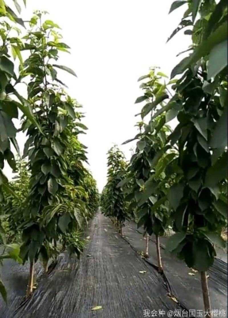 大樱桃一根棍樱桃苗——大樱桃密植早产栽培新理念