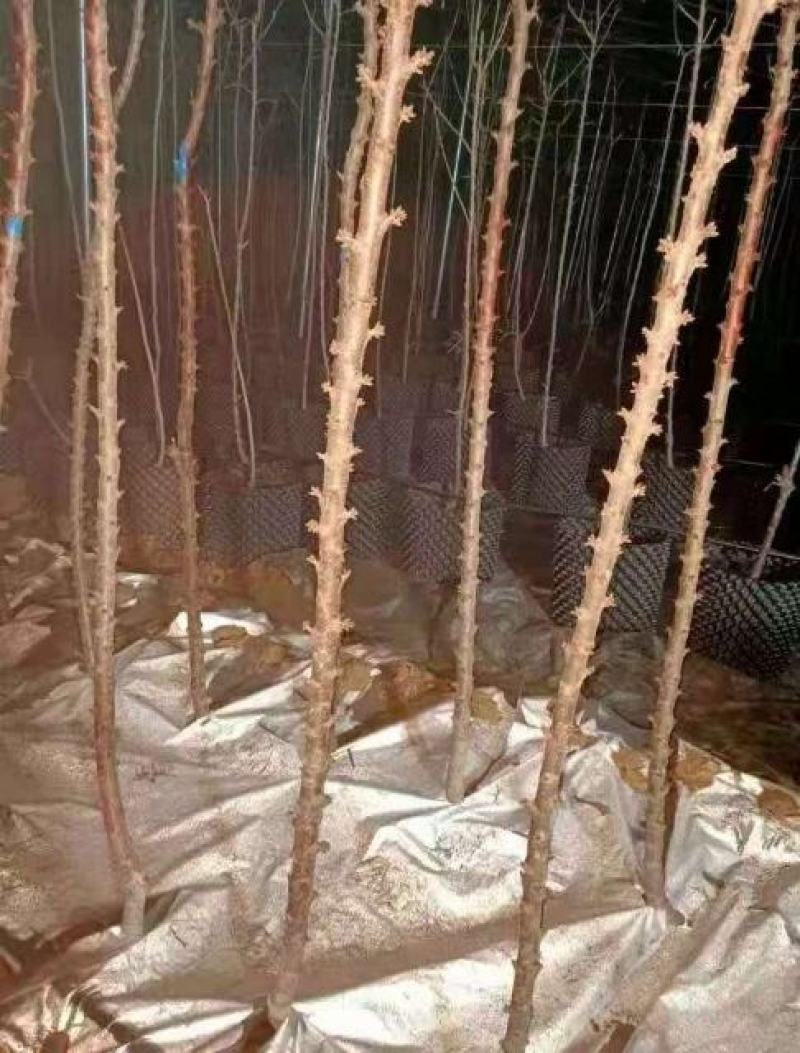 大樱桃一根棍樱桃苗——大樱桃密植早产栽培新理念