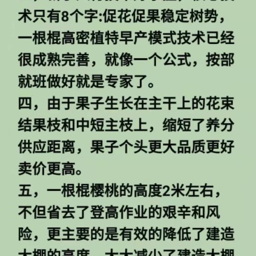 大樱桃一根棍樱桃苗——大樱桃密植早产栽培新理念
