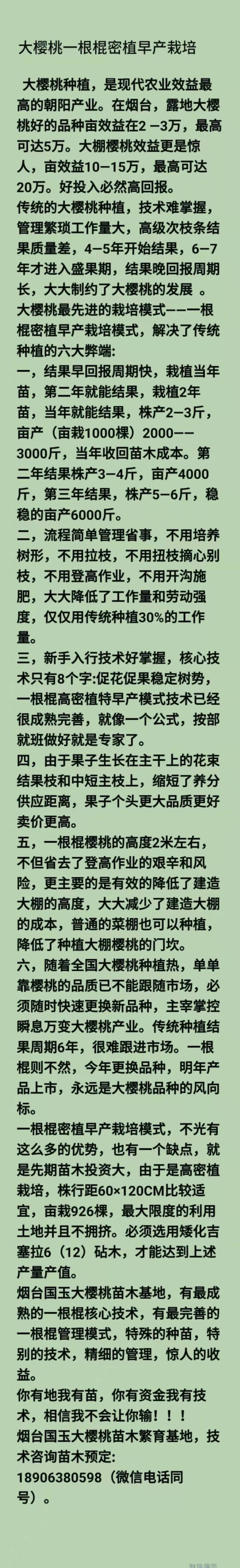 大樱桃一根棍樱桃苗——大樱桃密植早产栽培新理念