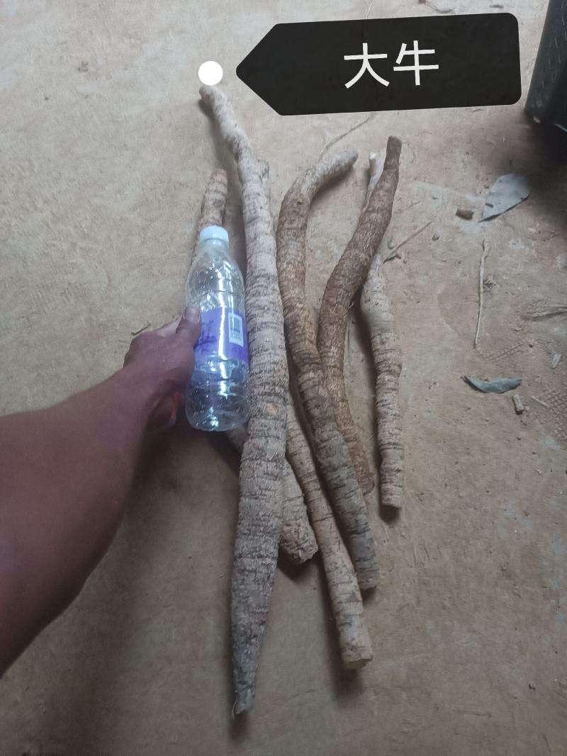 牛大力鲜货（只挖五年以上的大叶牛大力）都是按规格分好等级