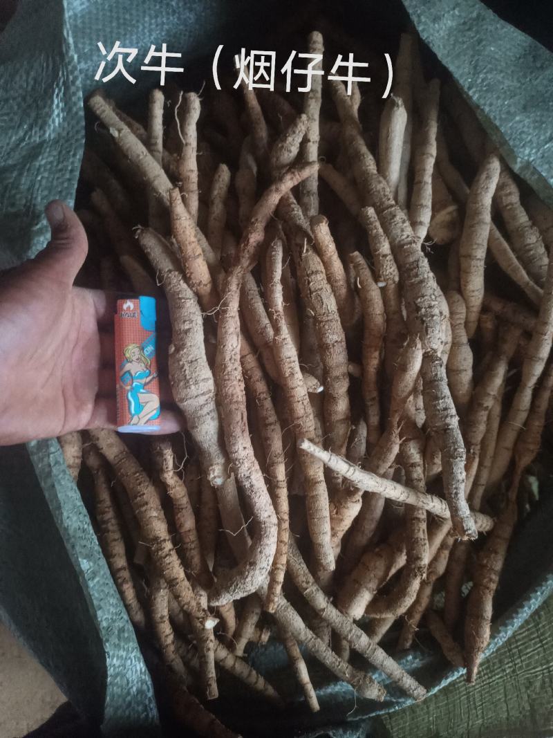 牛大力鲜货（只挖五年以上的大叶牛大力）都是按规格分好等级
