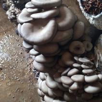黑平王夏季高温黑平菇菌种