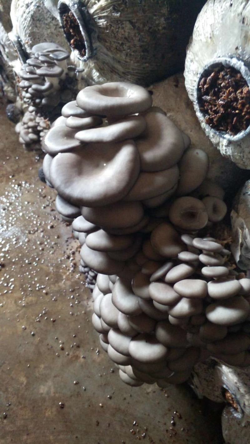 黑平王夏季高温黑平菇菌种