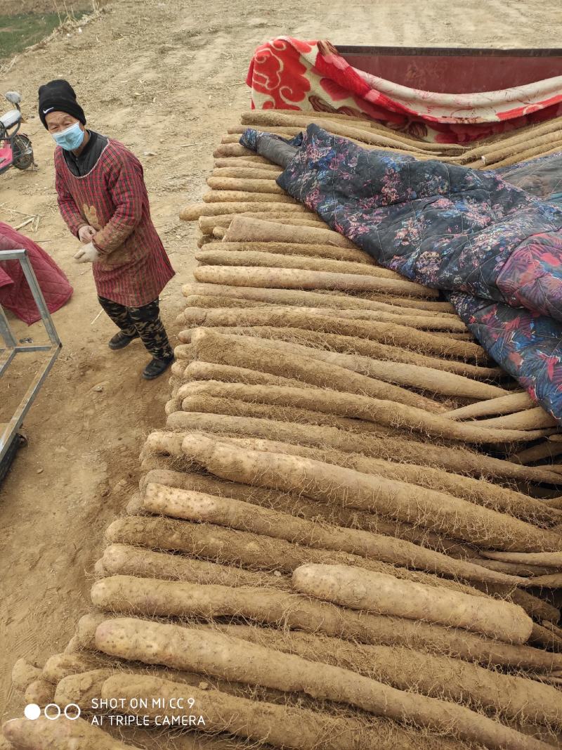 邢台任县白玉山药原产地白玉山药山药新鲜粗大白玉山药日本白