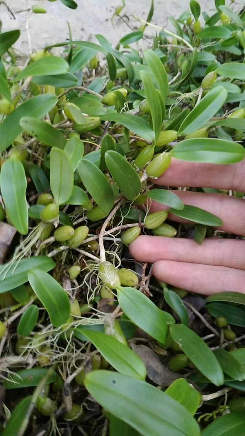 长期收购小中果单叶石橄榄