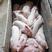 【猪场出售】常年供应15-50公斤优良仔猪精品三元猪苗