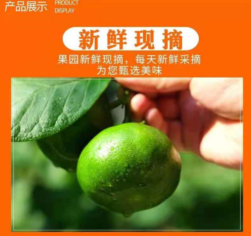 橘子新鲜现摘桔子水果青桔孕妇水果柑橘蜜橘蜜桔云南青皮蜜桔