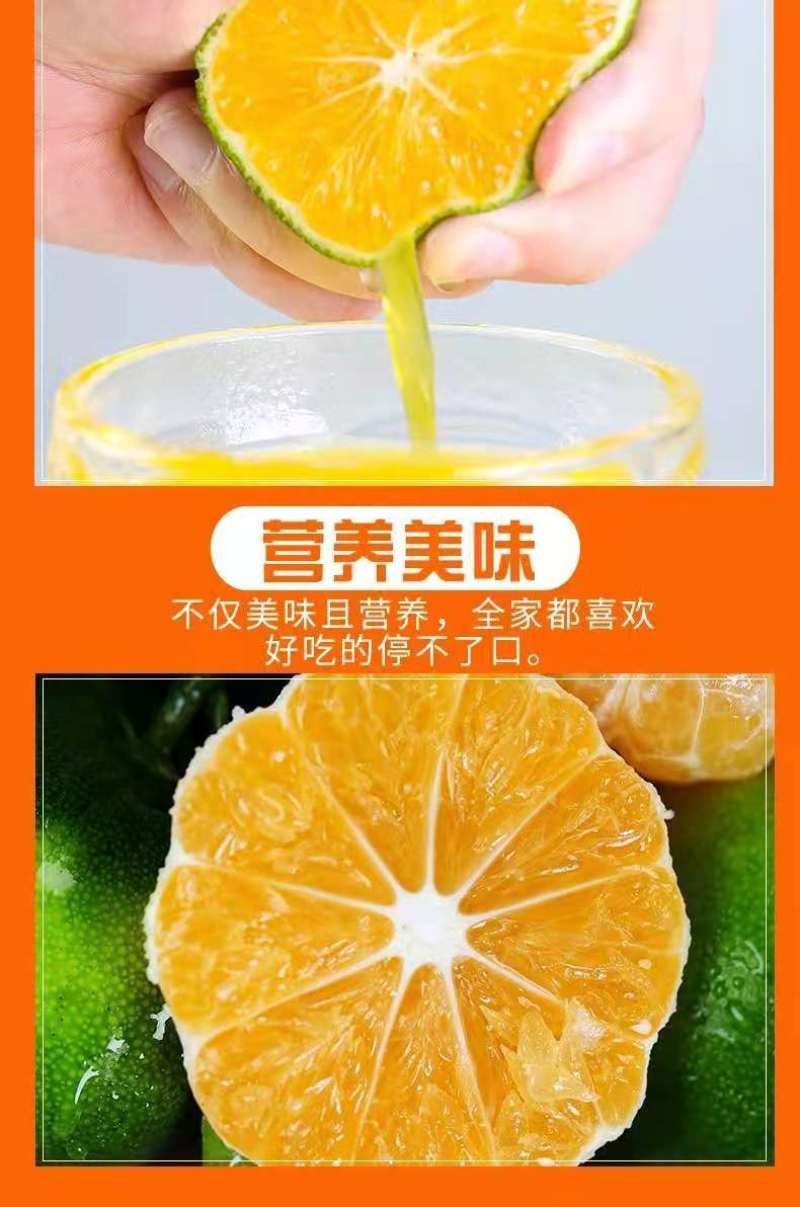 橘子新鲜现摘桔子水果青桔孕妇水果柑橘蜜橘蜜桔云南青皮蜜桔