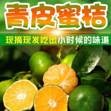 橘子新鲜现摘桔子水果青桔孕妇水果柑橘蜜橘蜜桔云南青皮蜜桔