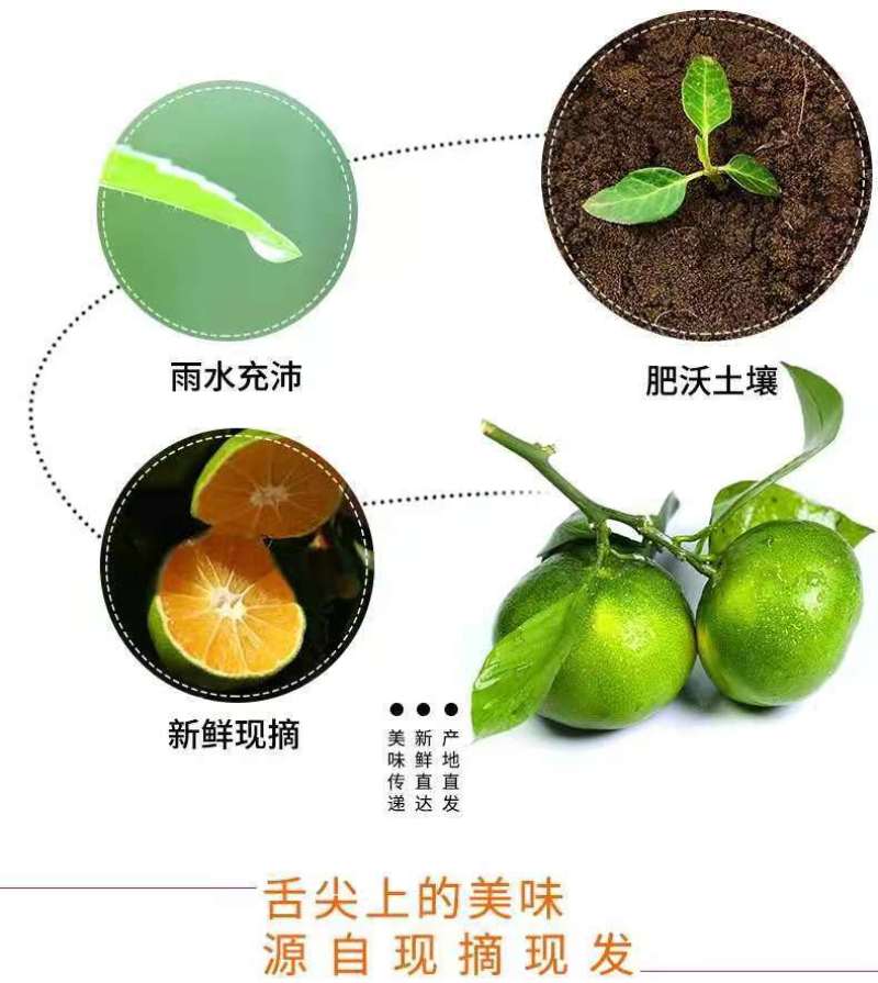 橘子新鲜现摘桔子水果青桔孕妇水果柑橘蜜橘蜜桔云南青皮蜜桔