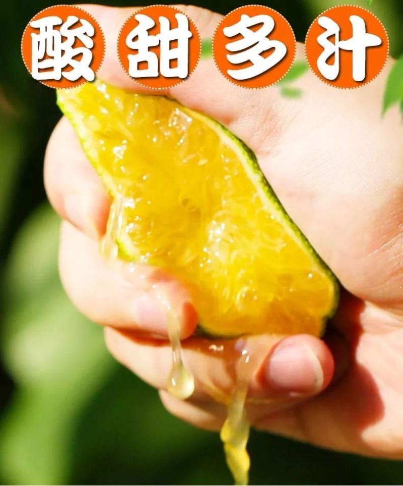 橘子新鲜现摘桔子水果青桔孕妇水果柑橘蜜橘蜜桔云南青皮蜜桔