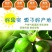橘子新鲜现摘桔子水果青桔孕妇水果柑橘蜜橘蜜桔云南青皮蜜桔