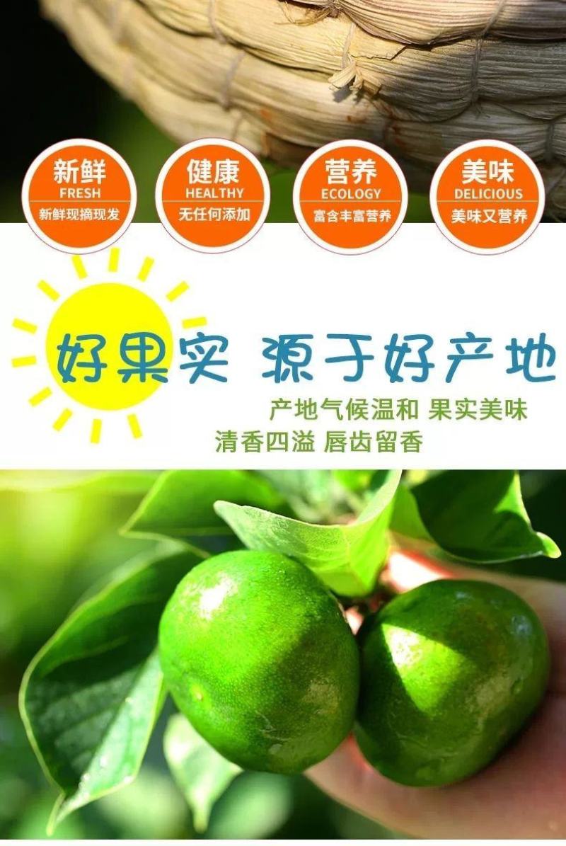 橘子新鲜现摘桔子水果青桔孕妇水果柑橘蜜橘蜜桔云南青皮蜜桔