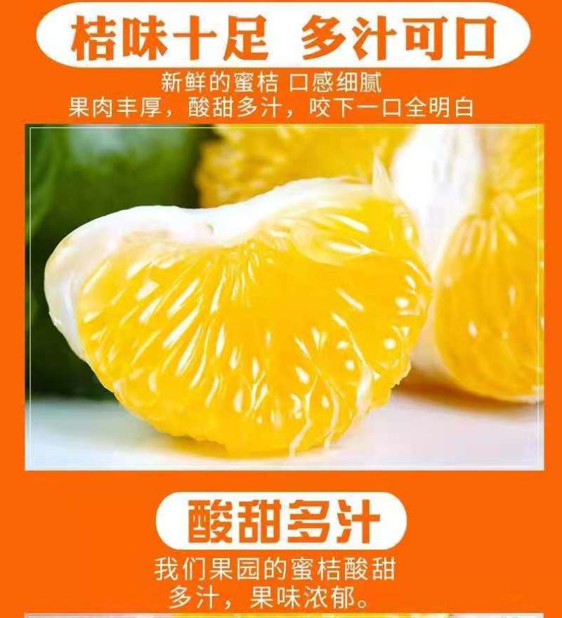 橘子新鲜现摘桔子水果青桔孕妇水果柑橘蜜橘蜜桔云南青皮蜜桔