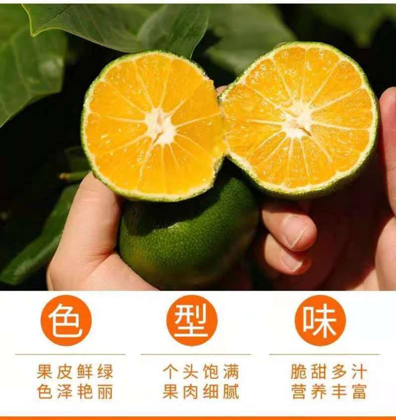 橘子新鲜现摘桔子水果青桔孕妇水果柑橘蜜橘蜜桔云南青皮蜜桔