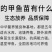 甲鱼苗中华鳖【死亡包赔】【提供技术指导】乌鳖苗【深水养】