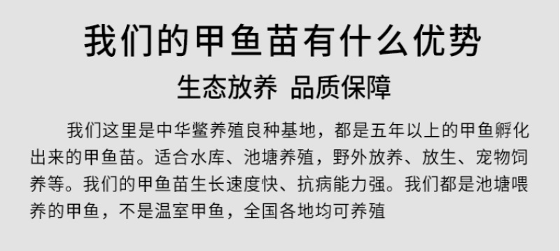 甲鱼苗中华鳖【死亡包赔】【提供技术指导】乌鳖苗【深水养】