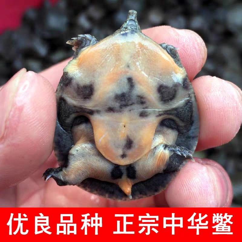甲鱼苗中华鳖【死亡包赔】【提供技术指导】乌鳖苗【深水养】