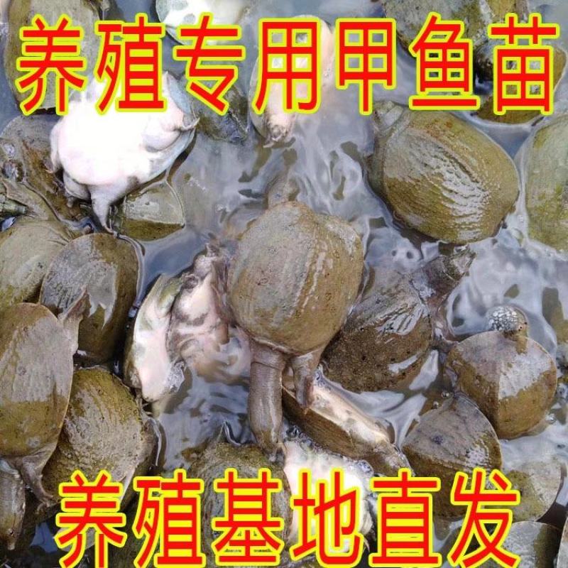 甲鱼苗中华鳖【死亡包赔】【提供技术指导】乌鳖苗【深水养】