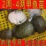 甲鱼苗中华鳖【死亡包赔】【提供技术指导】乌鳖苗【深水养】