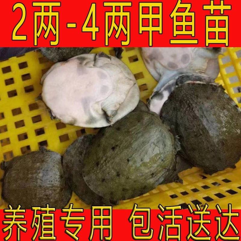 甲鱼苗中华鳖【死亡包赔】【提供技术指导】乌鳖苗【深水养】