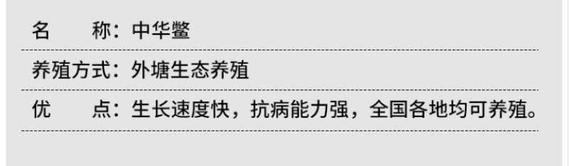 甲鱼苗中华鳖【死亡包赔】【提供技术指导】乌鳖苗【深水养】