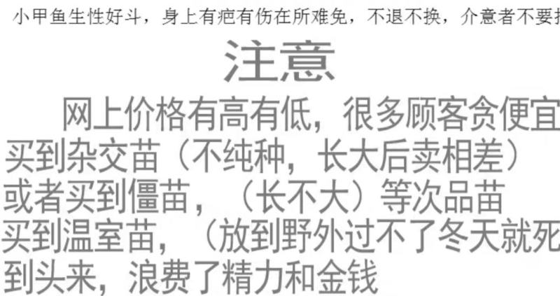 甲鱼苗中华鳖【死亡包赔】【提供技术指导】乌鳖苗【深水养】