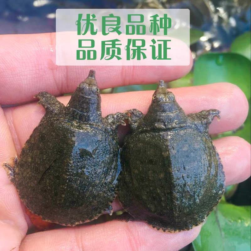 甲鱼苗中华鳖【死亡包赔】【提供技术指导】乌鳖苗【深水养】