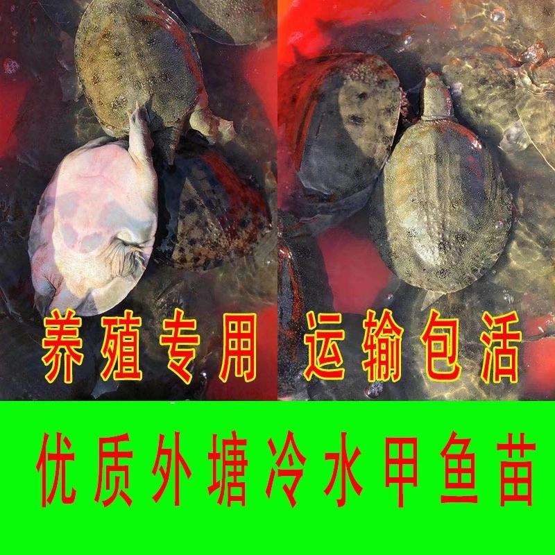 甲鱼苗中华鳖【死亡包赔】【提供技术指导】乌鳖苗【深水养】