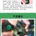 甲鱼苗中华鳖【死亡包赔】【提供技术指导】乌鳖苗【深水养】