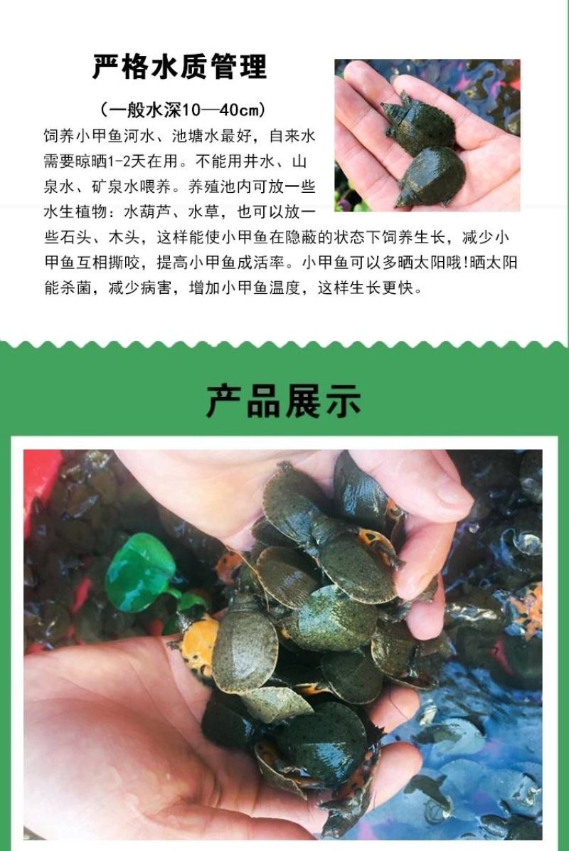 甲鱼苗中华鳖【死亡包赔】【提供技术指导】乌鳖苗【深水养】