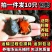 甲鱼苗中华鳖【死亡包赔】【提供技术指导】乌鳖苗【深水养】