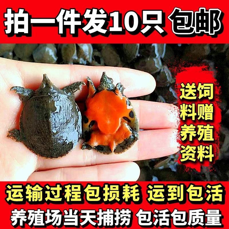 甲鱼苗中华鳖【死亡包赔】【提供技术指导】乌鳖苗【深水养】