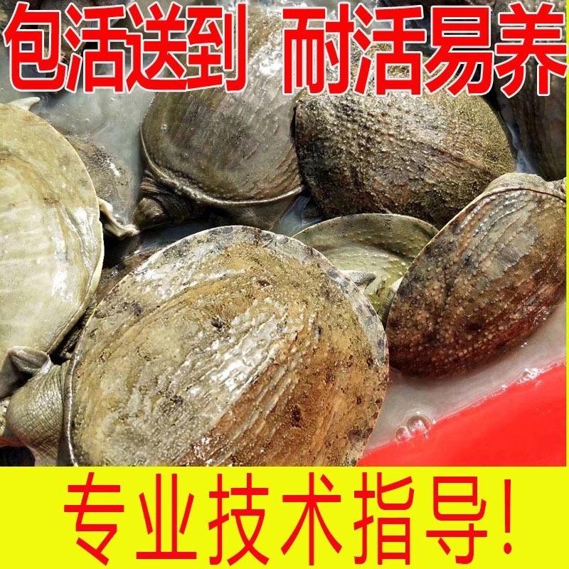 甲鱼苗中华鳖【死亡包赔】【提供技术指导】乌鳖苗【深水养】