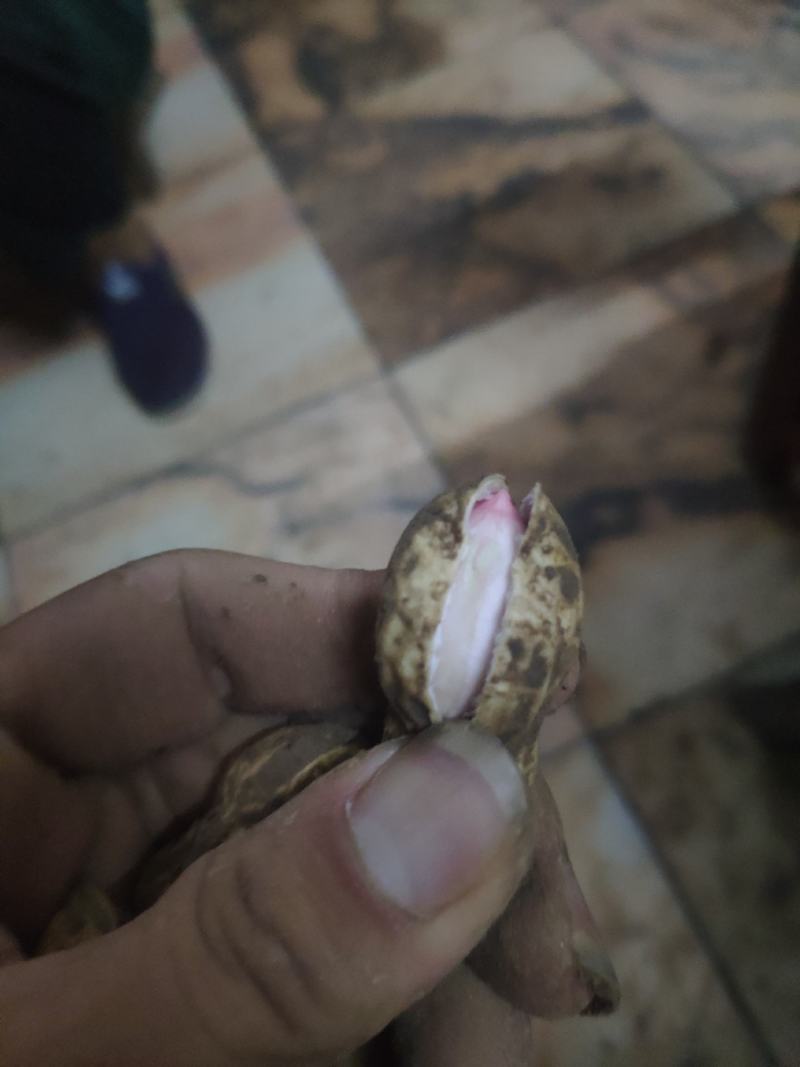 花生湿花生可以煮吃了