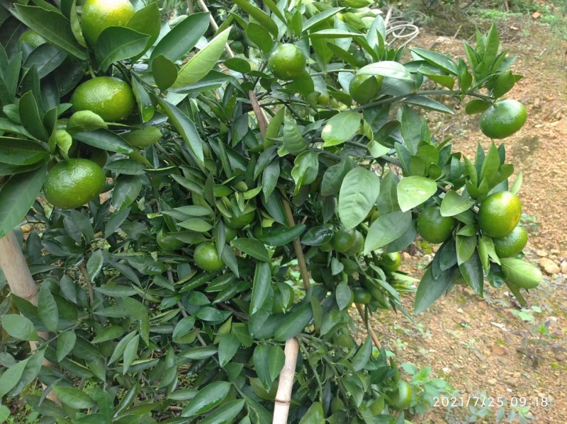 云南早熟蜜橘