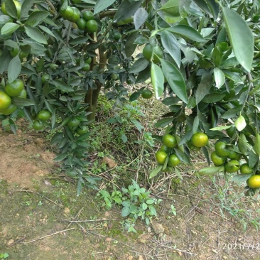 云南早熟蜜橘