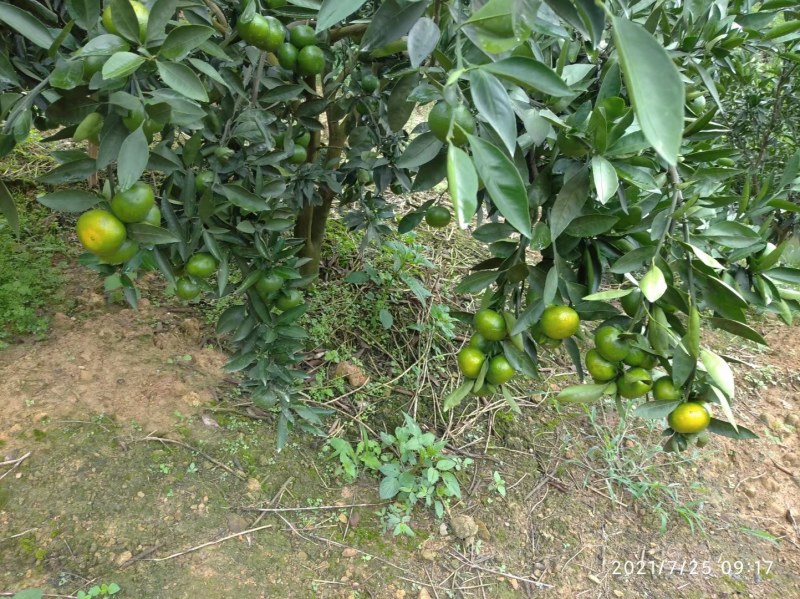 云南早熟蜜橘