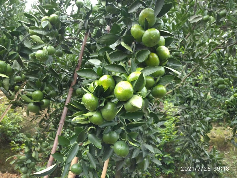 云南早熟蜜橘