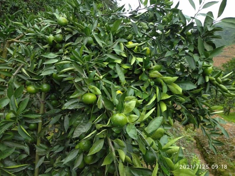 云南早熟蜜橘
