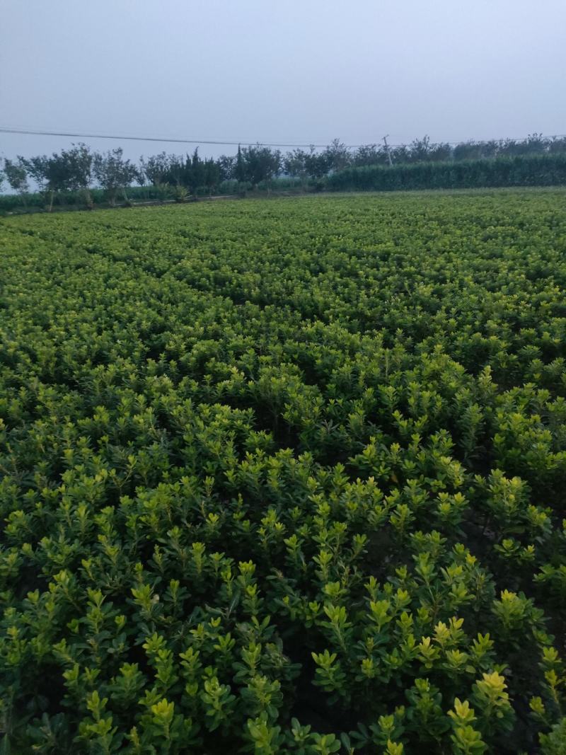 50公分小杯海桐苗分叉多棵型饱满