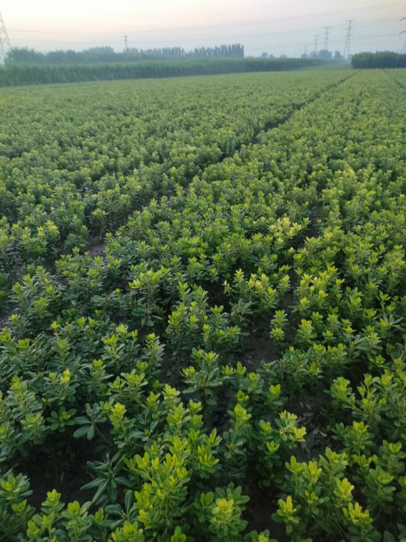 50公分小杯海桐苗分叉多棵型饱满