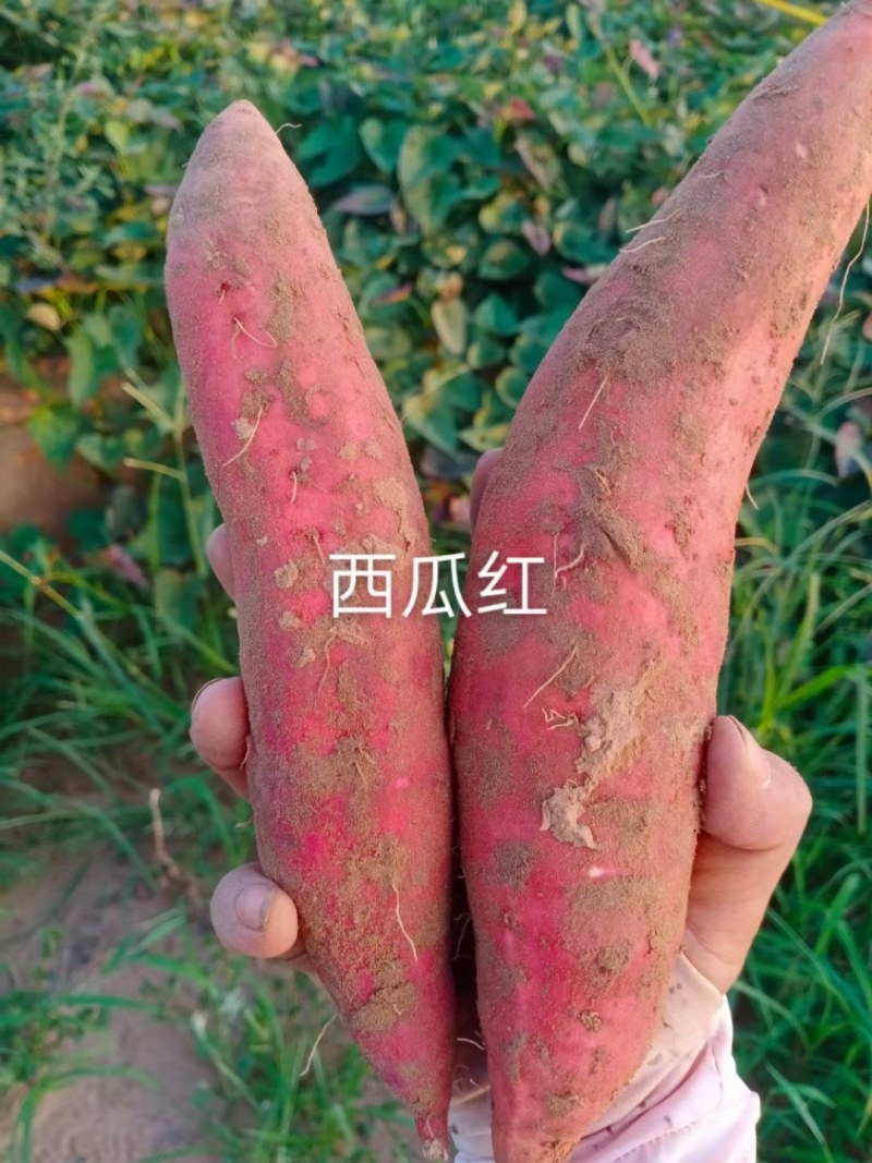 河北省邢台市威县固献乡白果树村