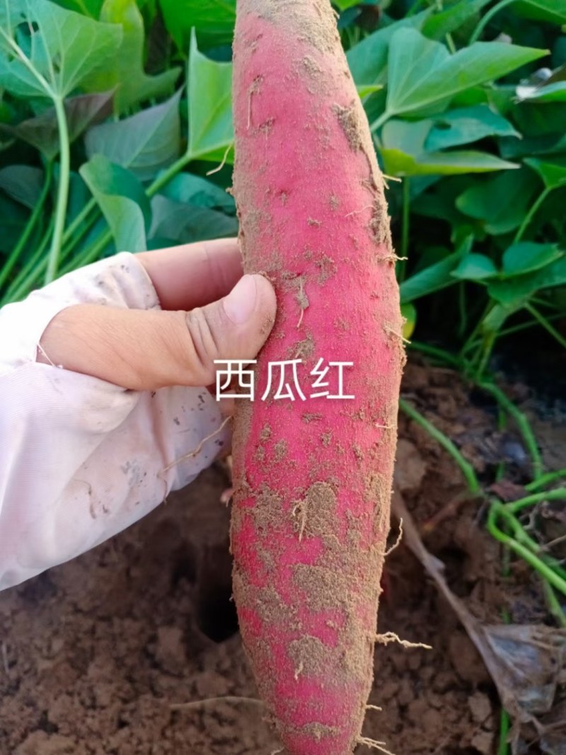 河北省邢台市威县固献乡白果树村