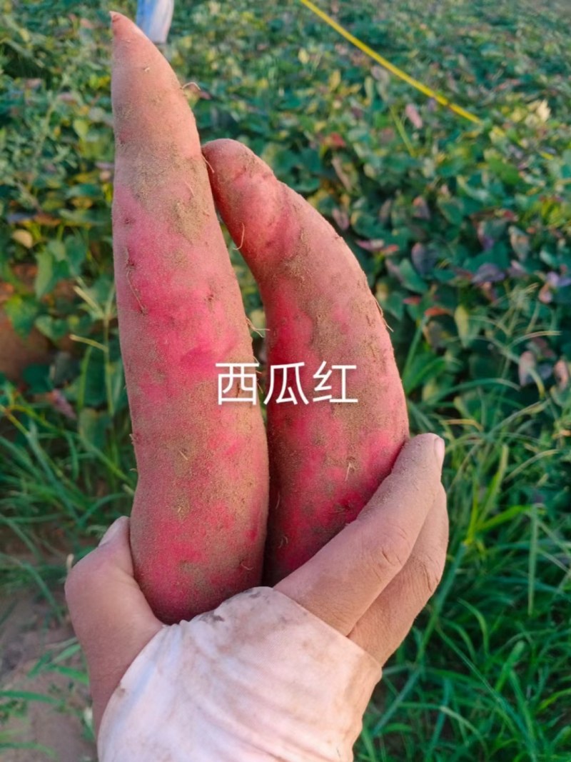 河北省邢台市威县固献乡白果树村